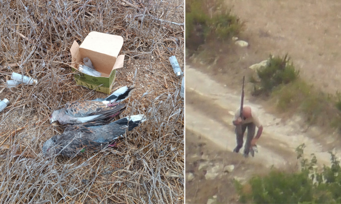 Hunters target storm-stranded migratory birds as BirdLife reports widespread illegalities