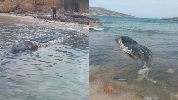 Dead whale washes up on Comino