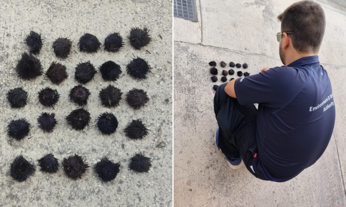 25 sea urchins dead after illegal harvesting in Marsaskala
