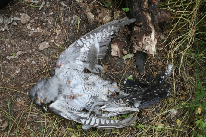 Kestrel shot at in Safi, dead cuckoo found in Mizieb