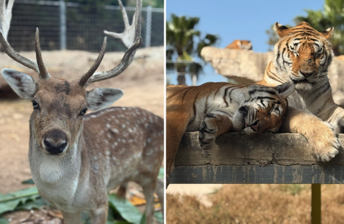 Sanctioning of Siġġiewi zoo illegal extension will cost €57,000