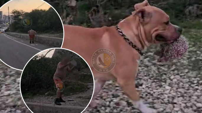 Dog owner throws stones, exposes himself, after being told to put his dog on a leash