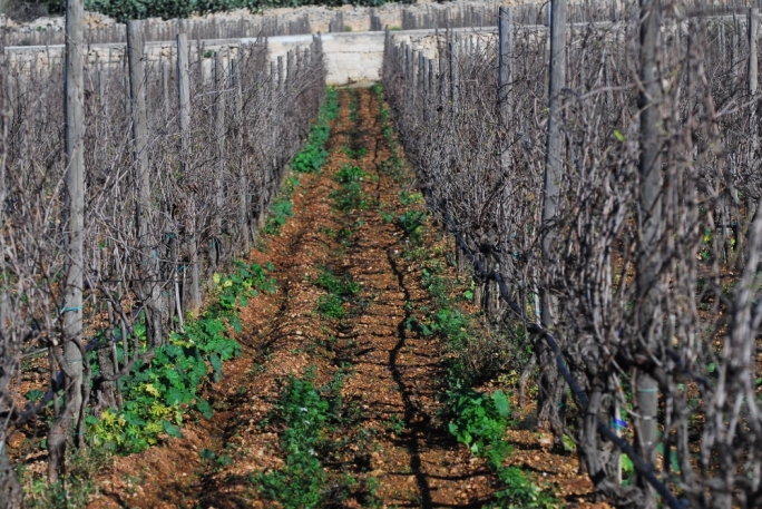 ‘Vino tax has put Maltese wine at risk’