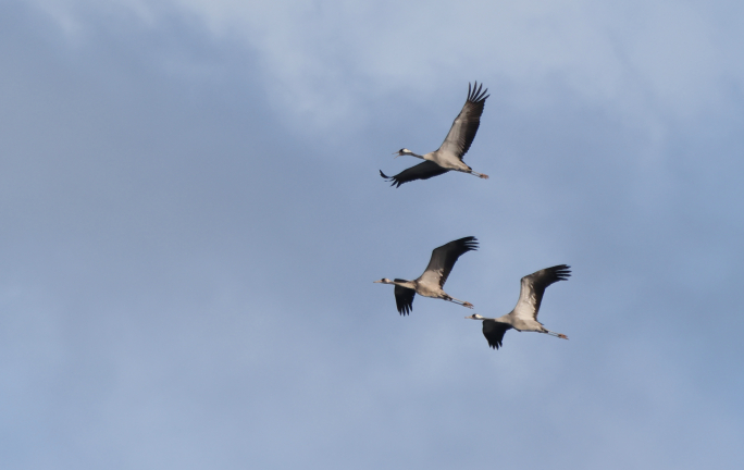 BirdLife warns surge in illegal hunting reveals lack of political will to address hunting season
