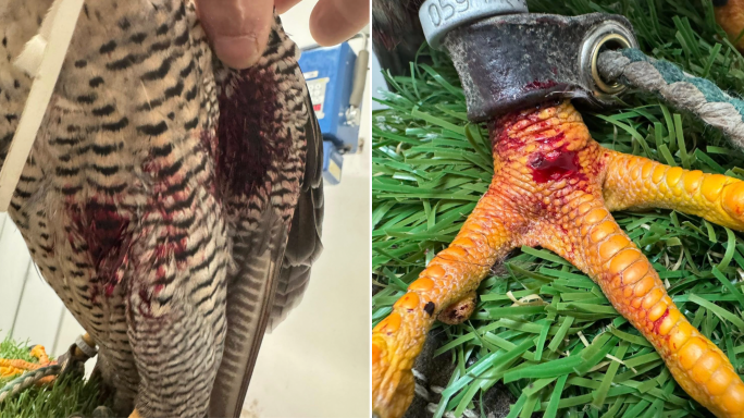 Public condemns shooting of falcon in front of its owner, tourists