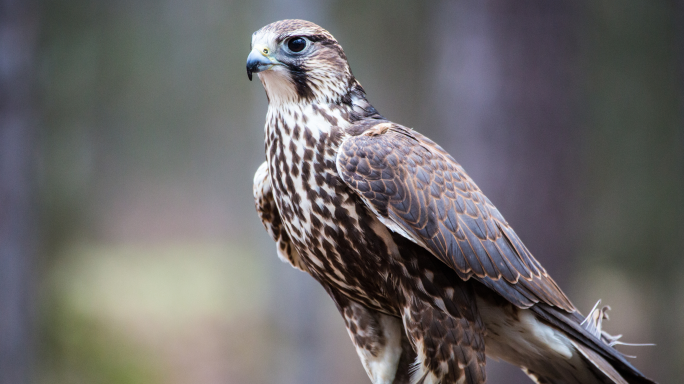 Endangered falcon found shot near Żebbuġ, Gozo