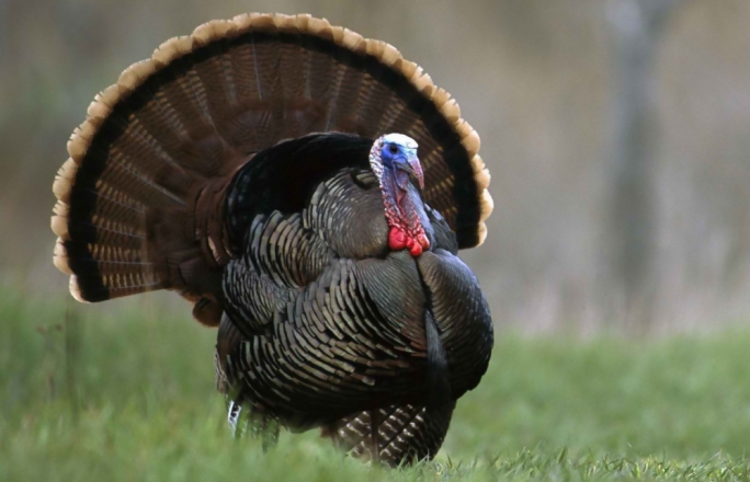 A poultry excuse: Farmer accused of shooting dogs for attacking his Christmas turkeys