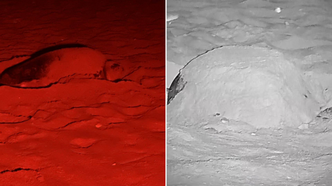Loggerhead turtle lays second nest of the season at Gozo’s Ramla l-Ħamra
