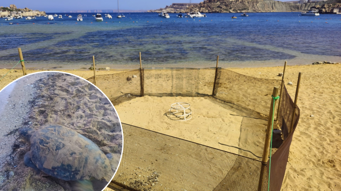 Turtle nesting season kicks off with first nest discovered at Ġnejna