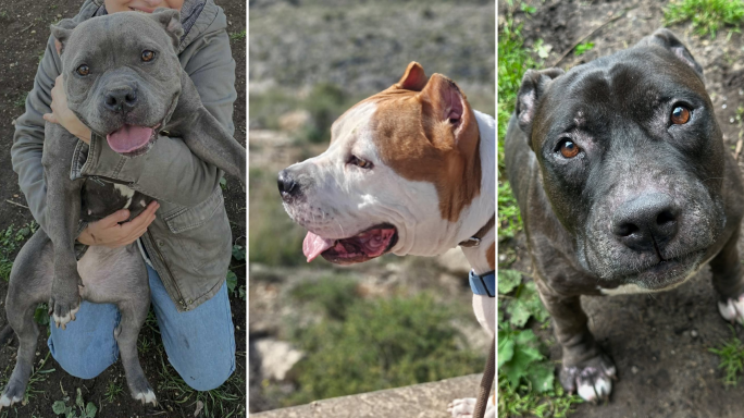 15 rescue dogs set to travel from Malta to Ireland as part of a 3,500km relocation