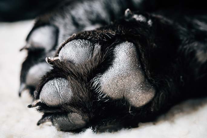 Government working to find homes abroad for dogs stuck in shelters, says parliamentary secretary