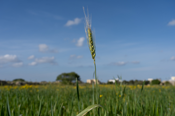 Żurrieq councillors unite to request Tal-Bebbux land transfer to protect agricultural land