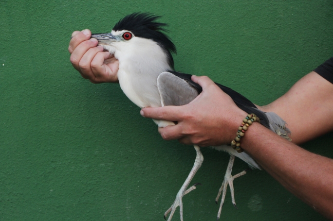 [WATCH] BirdLife and CABS report rampant illegal hunting on Friday