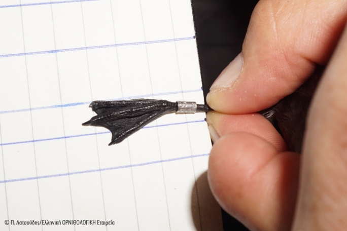 BirdLife research yields more information about Mediterranean's 'most enigmatic bird'