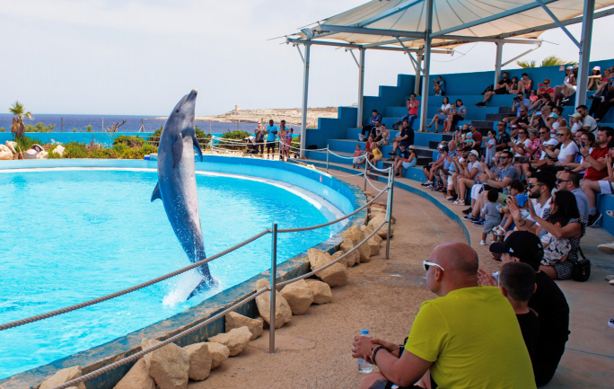 Investigation launched into dolphins’ conditions at Mediterraneo Marine Park