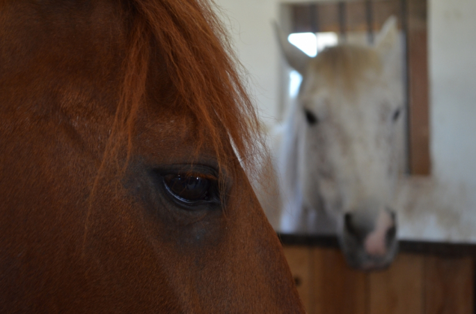 PA approves ODZ horse-riding school in Landrijiet