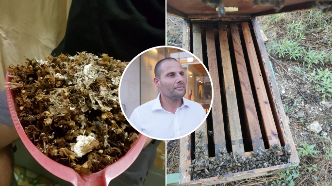 WATCH | Agriculture ministry ordered to find ‘quick’ solution to oriental hornet surge
