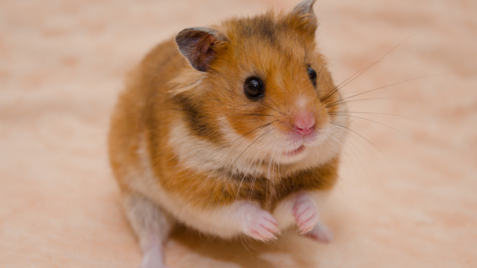 Woman denied bail after allegedly assaulting police in row over pet hamsters at alcohol shop