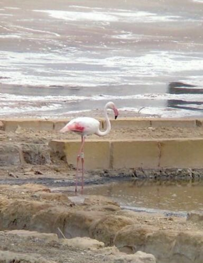 Ringed flamingo sighted at Salini