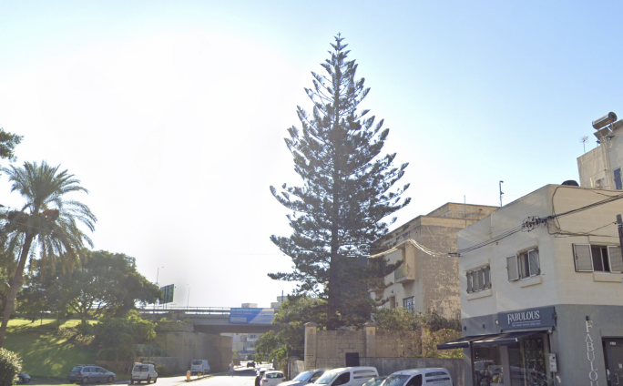 Valley Road’s giant Norfolk tree saved