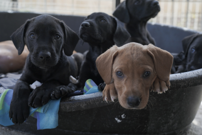 With dog shelters at full capacity, no central data on abandoned animals exists