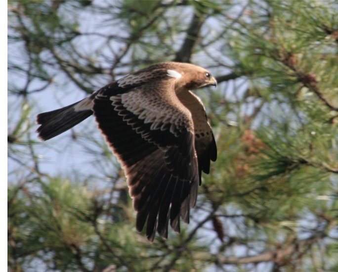 Update 2 | BirdLife refuse to boycott board over bird laws as could be ‘counter-productive’