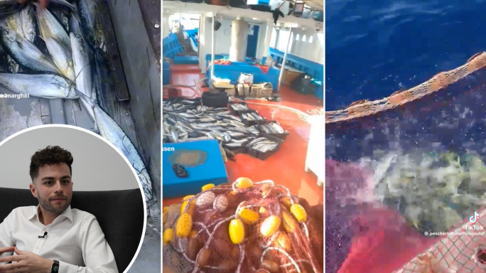 [WATCH] Bajada sounds alarm over illegal fishing of lampuki by Italian, Tunisian fishers during off-season