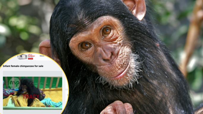 Infant chimpanzee illegally advertised for sale on Maltapark