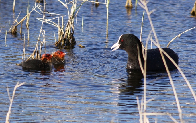 BirdLife invites public to enjoy wildlife at nature reserves