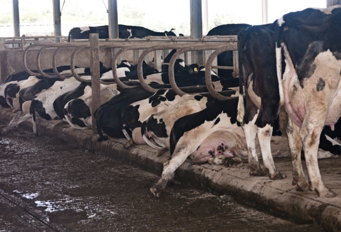 Over 200 daily tonnes of animal manure need collecting