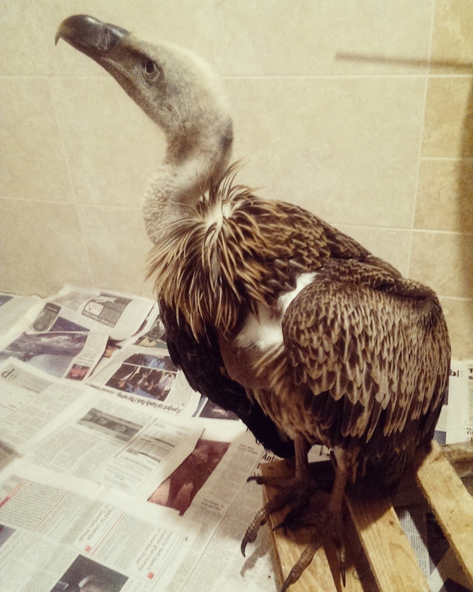 Maximus the stranded Griffon Vulture being nursed, to be adopted in Sicily