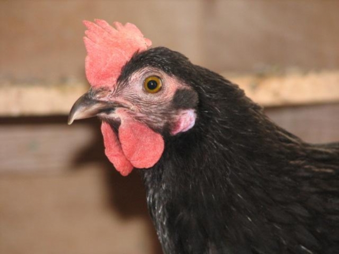 Lawyer questions police priorities after farmer charged with €160 forgery of registration rings