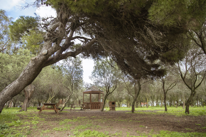 Project Green launches Tree Planting Initiative expression of interest