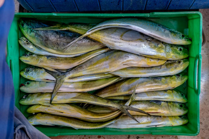 Pilot project to start lampuki season earlier gets commission go-ahead