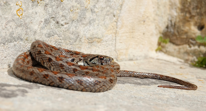 Leopard snake raises fears of extinction after sightings fell to 18 in 2026