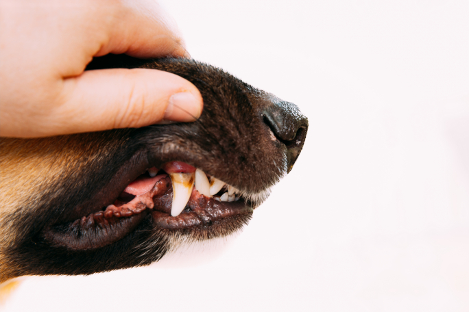 €100 fine after dog bites passer by outside Xlendi restaurant