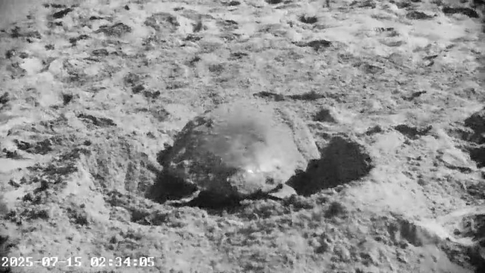 Turtle lays fifth nest of the season at Ramla l-Ħamra
