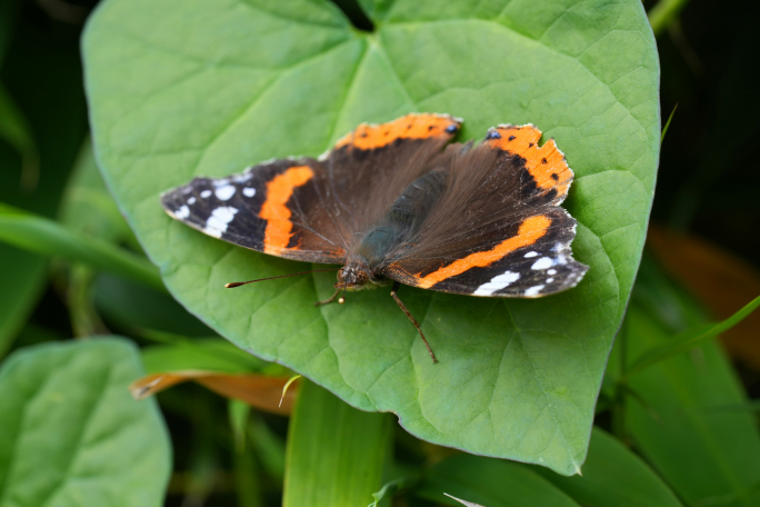 A spectacular butterfly migration with no return journey