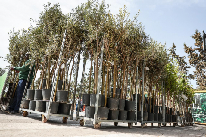 13,000 trees issued as part of tree-planting initiative
