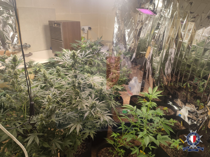 Police raid on Gozo residence leads to seizure of around 20 cannabis plants
