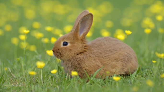 Breeders, pet owners urged against taking unvaccinated rabbits to l-Imnarja