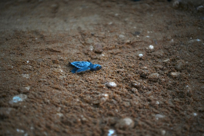 Second turtle nest of the season sees 65 turtles hatched