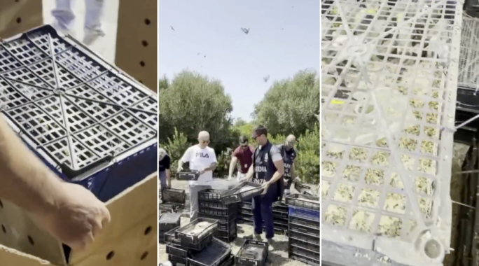 Sicilian authorities stop Maltese man from illegally smuggling €400,000 worth of protected finches