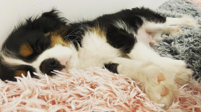 Animal Rights Ministry slams vet clinics for refusing care to dog owners