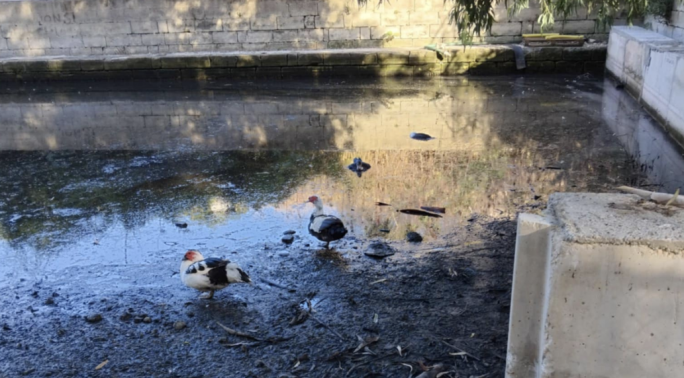 Dumped used engine oil contaminates Msida reservoir, killing ducks