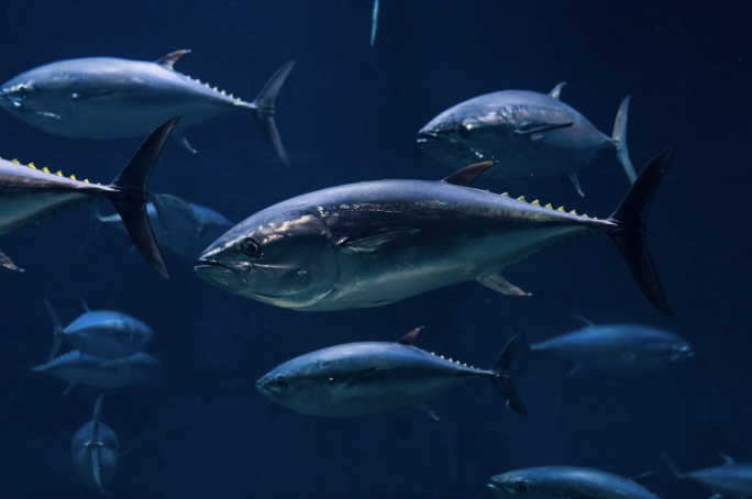 Japan’s tuna imports expose Malta’s outsized role in global seafood trade