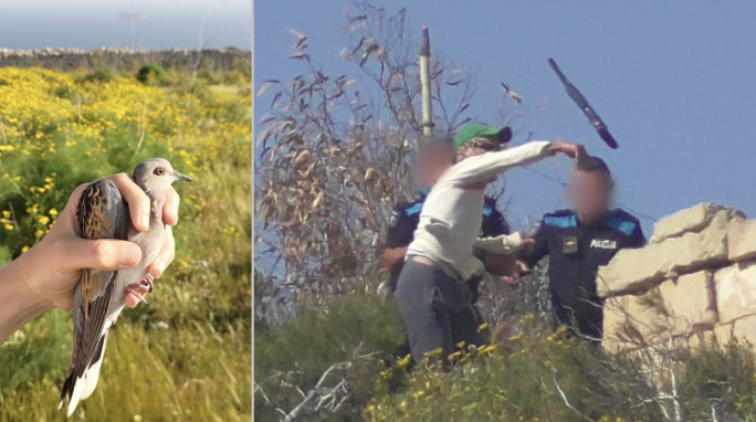 Majority of hunters targeted Turtle-doves during first week of spring season, BirdLife Malta says