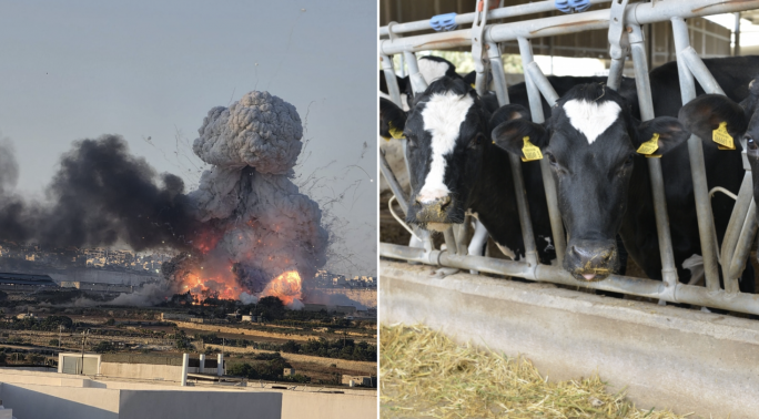 Birds, rabbits and dairy cows among animals killed in Magħtab fireworks factory blast