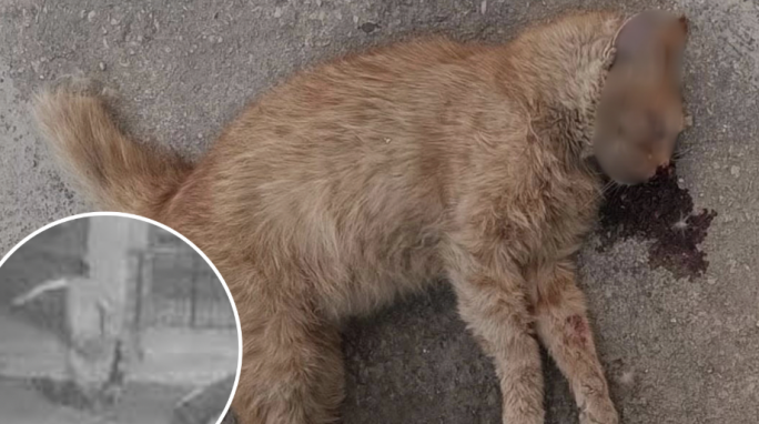 Sliema cat killer loses appeal against prison term and landmark 40-year animal ban