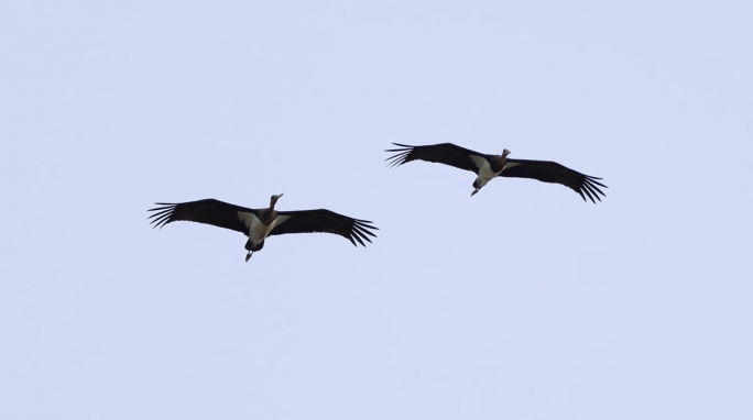 WATCH | Rare and protected Black Storks shot down